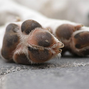 close up of a dog's paw