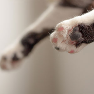 close up of a cat's paw